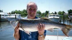 Striped Bass