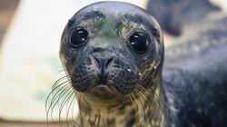 Harbour Seal