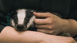 Badgers