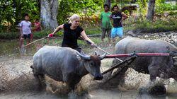 Sumbawa: Water Buffalo Racing