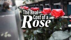 The Real Cost of a Rose - The Netherlands