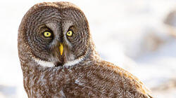 Not All Fluff and Feathers - Great Gray Owl, Canada