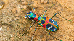 Tiny Terror - Japanese Tiger Beetle, Japan