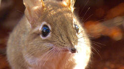 Quick and Tidy! - Sengi, Africa