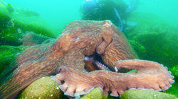 Smotherly Love - North Pacific Giant Octopus, Japan