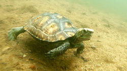 Precious Neighbors - Japanese Pond Turtle, Japan