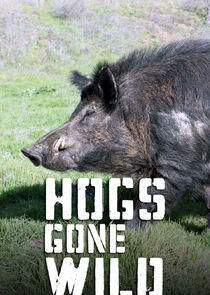 Hogs Gone Wild