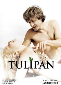 Tulipan