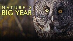 Nature's Big Year