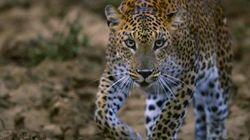 The Secret Lives of Leopards