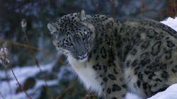 The Secret Lives of Snow Leopards