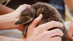 Penguin Chick Swim School