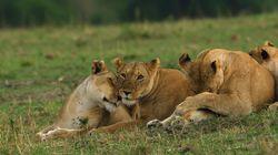 The Secret Lives of Lions