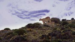 The Secret Lives of Pumas