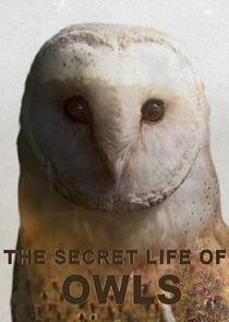 The Secret Life of Owls