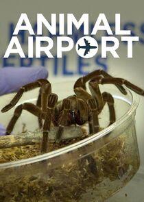 Animal Airport