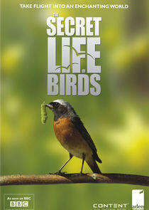 Iolo's Secret Life of Birds