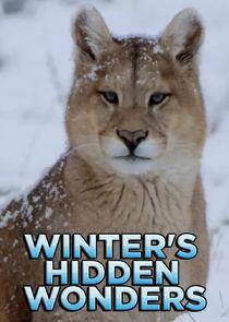 Winter's Hidden Wonders