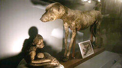 Animal Mummies