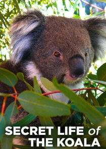 Secret Life of the Koala