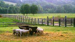 Morning at the Dairy Farm