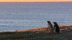 Patagonian Penguins