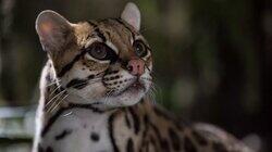 American Ocelot