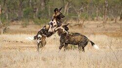 Wild Dogs