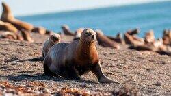 Lola the Sea Lion Pup