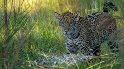 Frida the Jaguar Cub