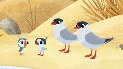 A Summer Visitor A Summer Visitor