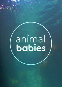 Animal Babies